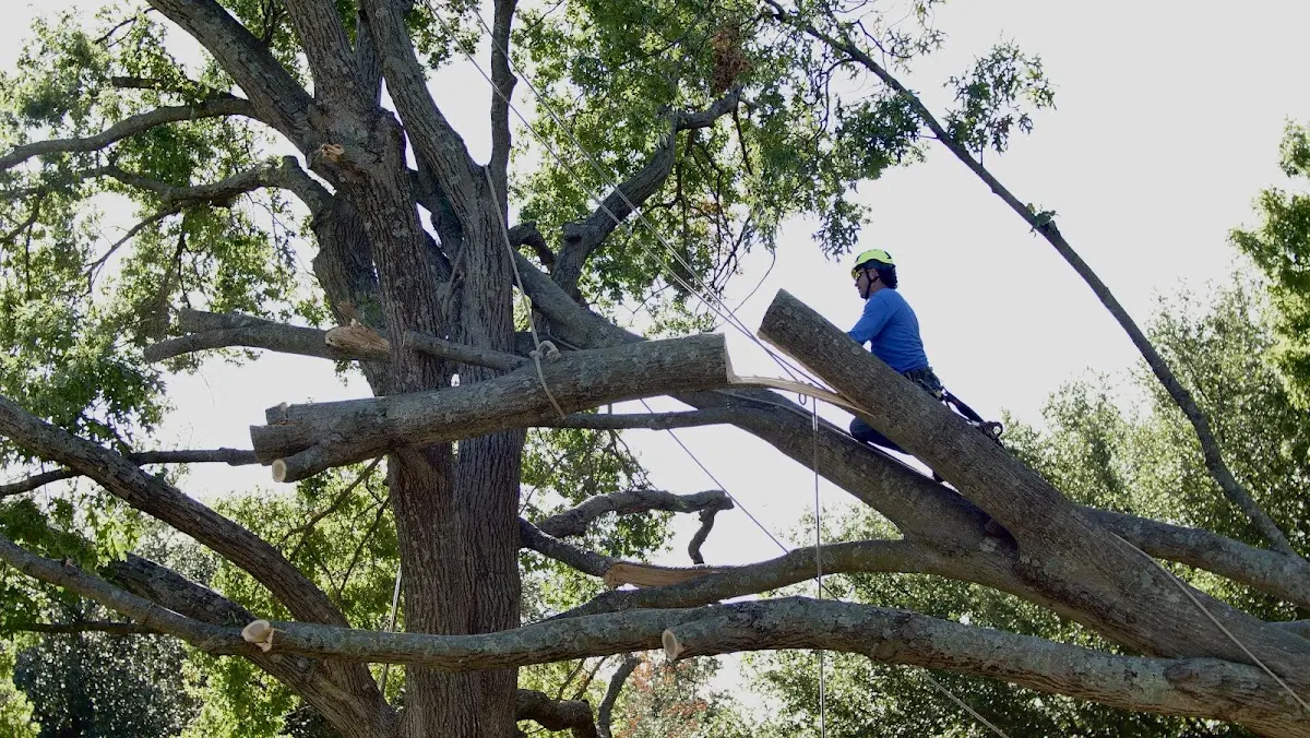 Professional Crown Thinning performed by certified arborists in Clive