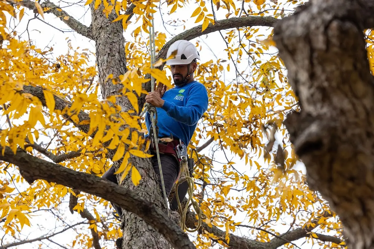 Skilled Tree Pruning crew working in Clive